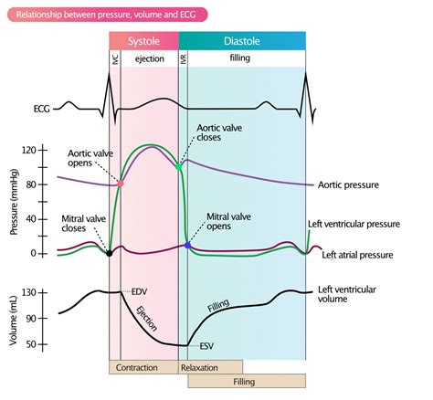 lv pressure volume curve|normal lv end diastolic pressure.